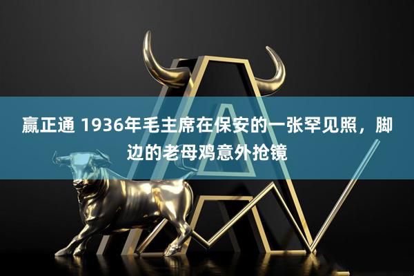 赢正通 1936年毛主席在保安的一张罕见照，脚边的老母鸡意外抢镜